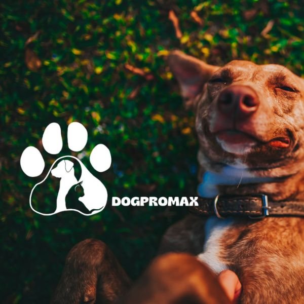 4 Dogpromax: El Blog y Tienda favorita de tu Mascota