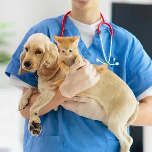Chequeos Veterinarios: La Clave para una Mascota Feliz y Saludable 1 gato en el veterinario