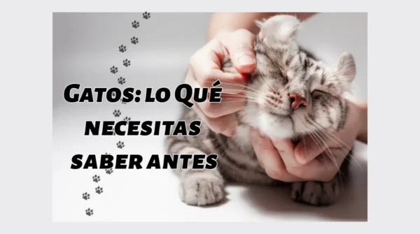 Gatos: lo Qué necesitas saber antes