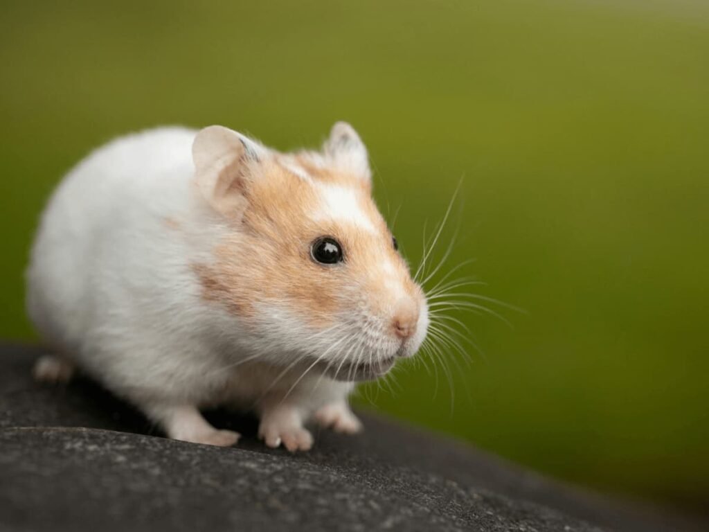 Hámsters: lo Qué necesitas saber antes 1 Hamster