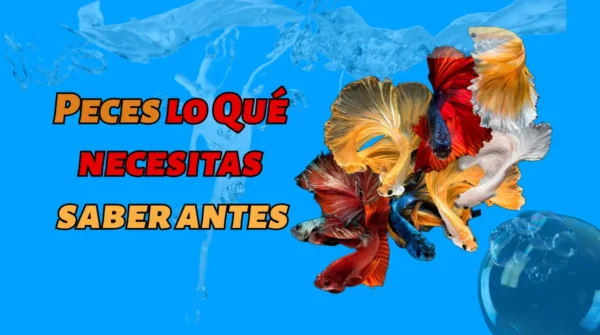 Peces lo Qué necesitas saber antes