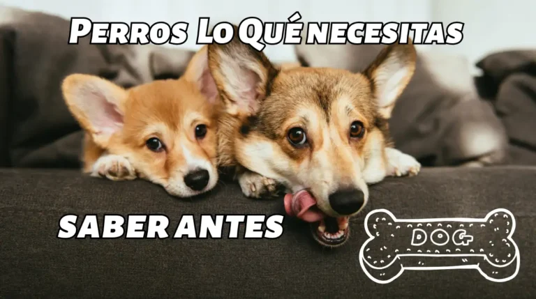 Perros Lo Qué necesitas saber antes