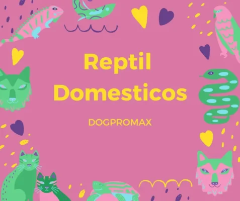 REPTILES DOMESTICOS