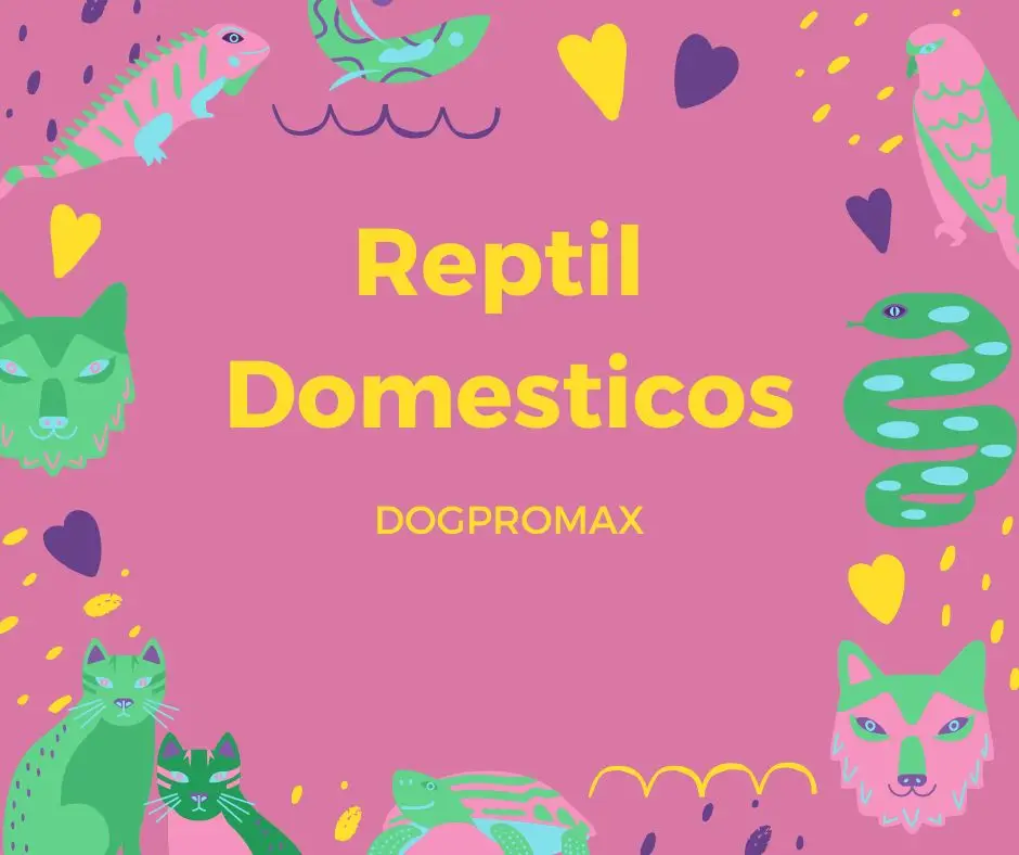 10 Reptiles Domésticos: Guía Completa de Especies y Cuidados 1 REPTILES DOMESTICOS