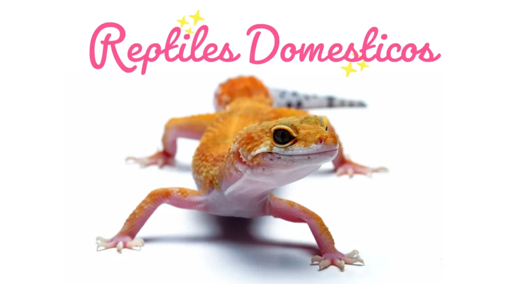 10 Reptiles Domésticos: Guía Completa de Especies y Cuidados 2 reptiles domesticos