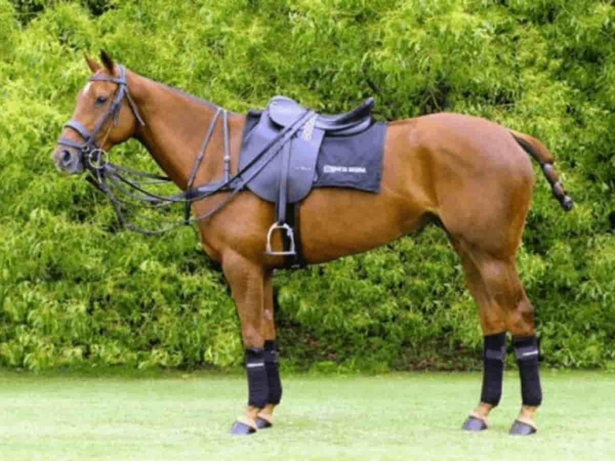 Caballos 3 Dogpromax: El Blog y Tienda favorita de tu Mascota