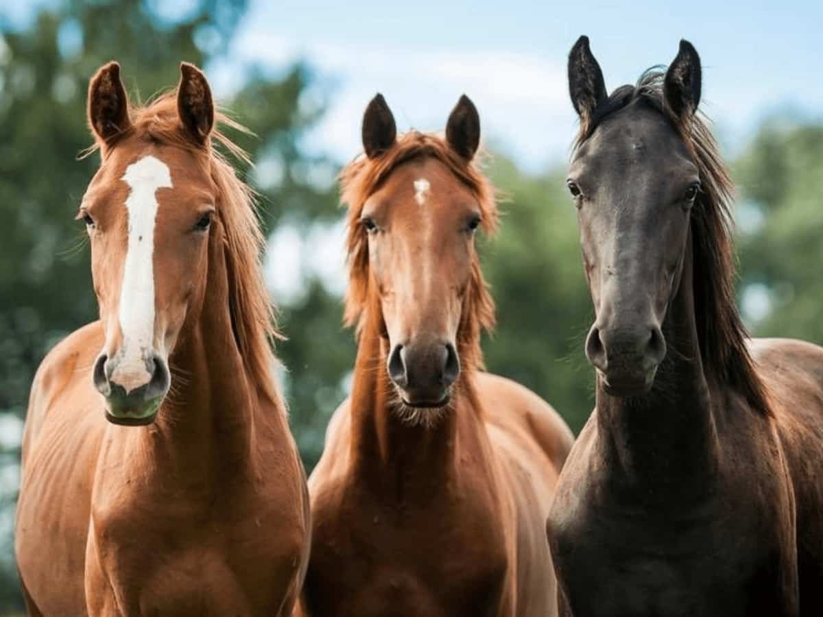 Caballos 4 Dogpromax: El Blog y Tienda favorita de tu Mascota