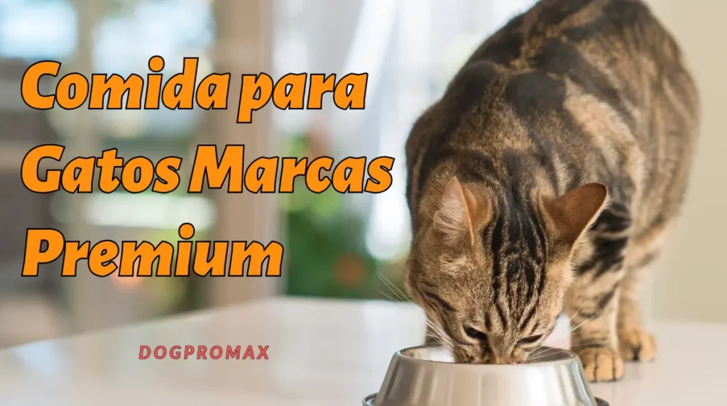 comida para gatos marcas premium