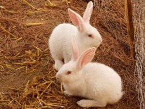 cuidado de conejos cómo hacer una casa para conejos