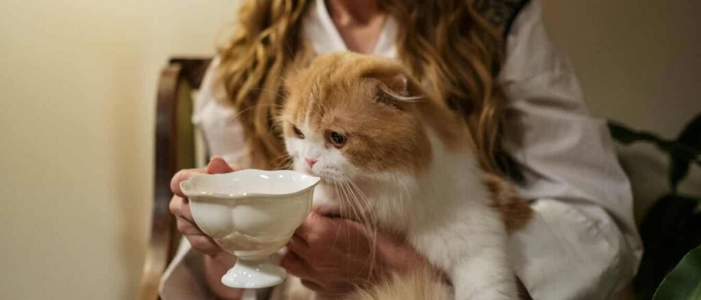 Salud y Sabor: El Secreto de los Alimentos Caseros para Gatos 1 Alimentos Caseros para tu Gato