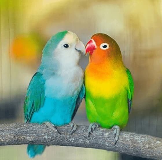 Pájaros 5 Dogpromax: El Blog y Tienda favorita de tu Mascota