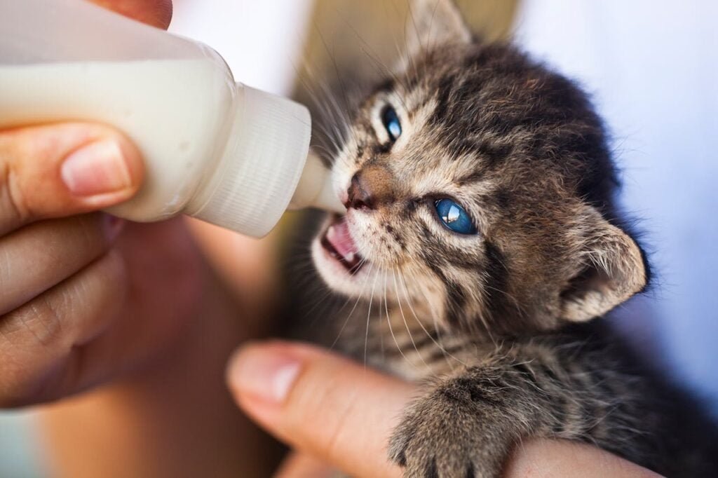 pexels-photo-1981111 Close-Up Photo of Person Feeding a Kitten