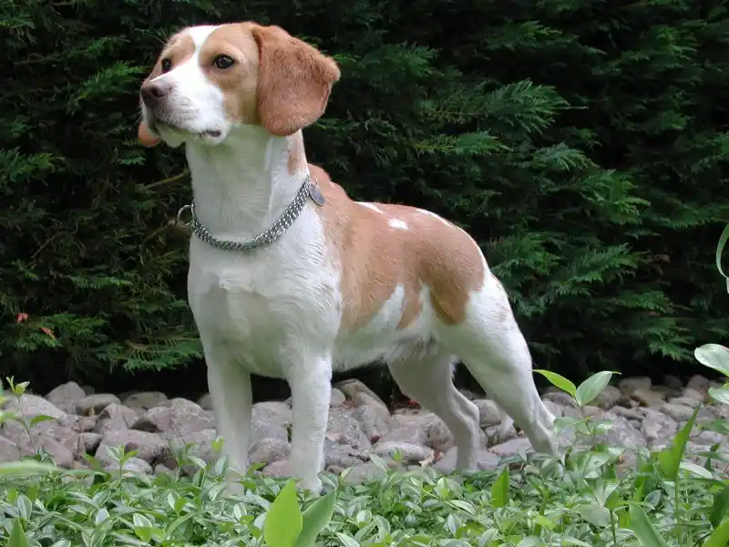 Razas de Perros: Características Esenciales y Consejos de Cuidado 7 Beagle