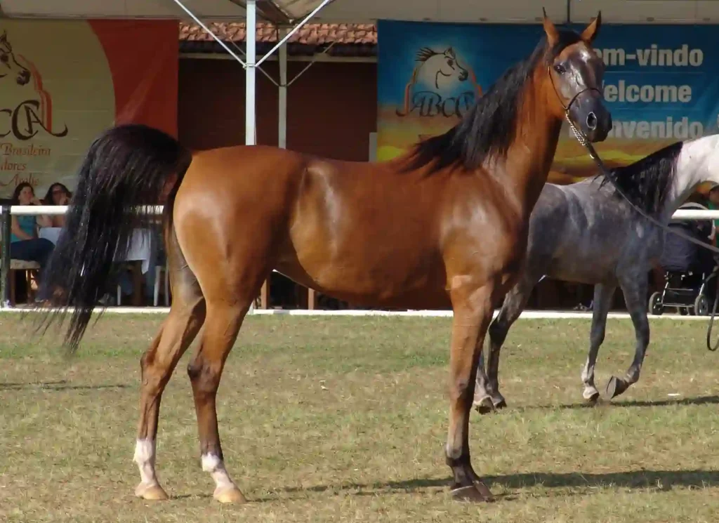 Los 7 Caballos Más Impresionantes del Mundo | ¡Emoción a Galope! 2 Dogpromax: El Blog y Tienda favorita de tu Mascota