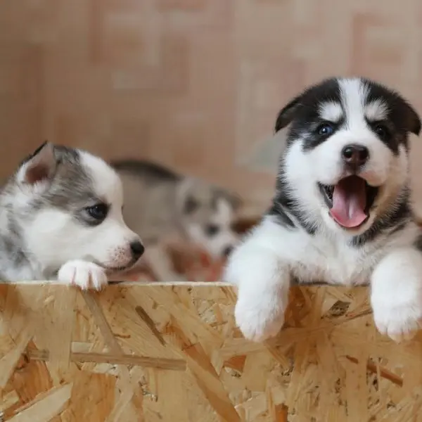 Perros: Lo Qué necesitas saber antes 1 perros