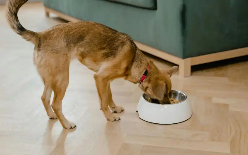 De lujo 3 Piensos Gourmet para Consentir a Tu Mejor Amigo 1 comida para perros