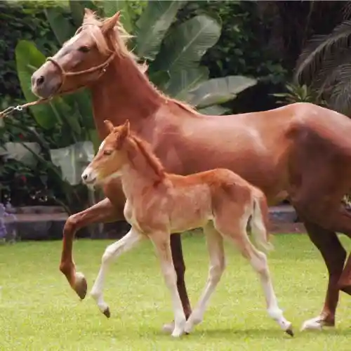 Los 7 Caballos Más Impresionantes del Mundo | ¡Emoción a Galope! 12 Dogpromax: El Blog y Tienda favorita de tu Mascota