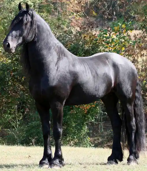 Los 7 Caballos Más Impresionantes del Mundo | ¡Emoción a Galope! 4 Dogpromax: El Blog y Tienda favorita de tu Mascota