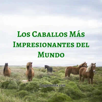 Dogpromax: El Blog y Tienda favorita de tu Mascota