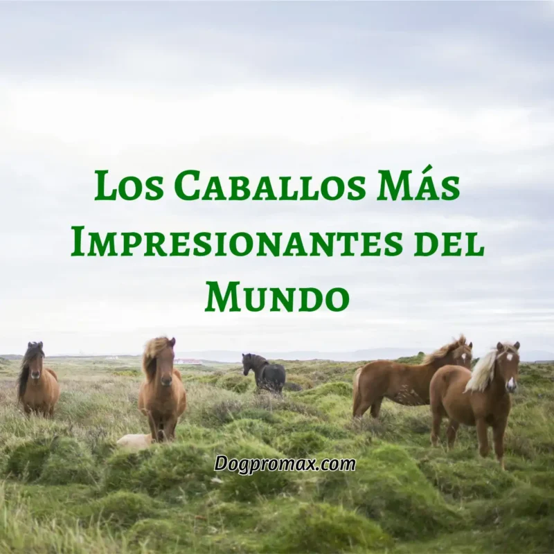 Dogpromax: El Blog y Tienda favorita de tu Mascota