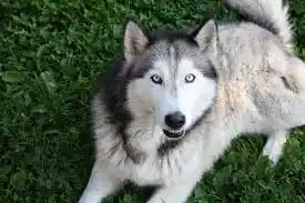 Razas de Perros: Características Esenciales y Consejos de Cuidado 9 Perro Lobo