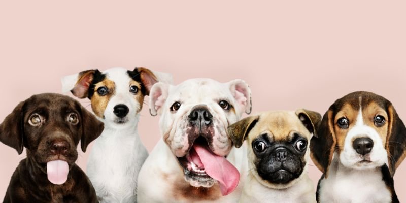 Razas de Perros: Características Esenciales y Consejos de Cuidado 1 Razas de Perros Características Esenciales y Consejos de Cuidado