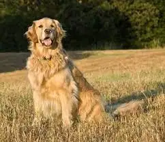 Todo sobre Razas Caninas: Guía de Características y Cuidados 6 Retriever