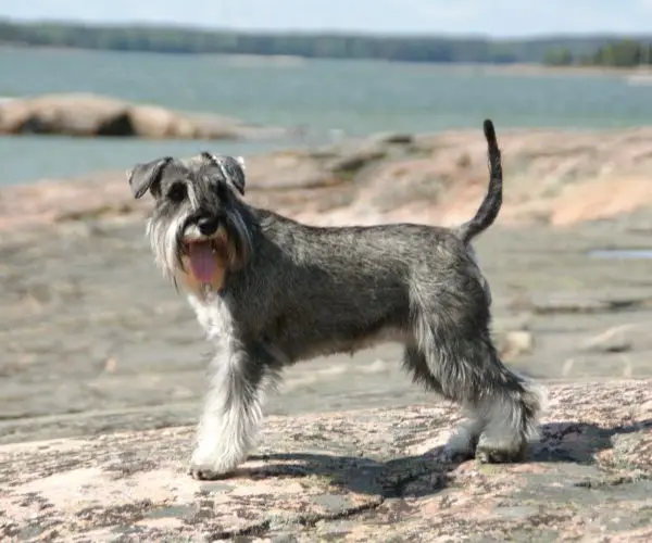 Razas de Perros: Características Esenciales y Consejos de Cuidado 4 Schnauzer