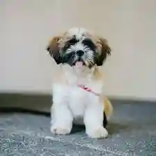 ¡Increíbles Razas de Perros! | Descubre las Mejores Razas 6 Dogpromax: El Blog y Tienda favorita de tu Mascota