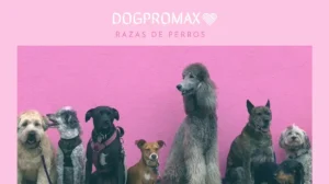 RAZAS DE PERROS