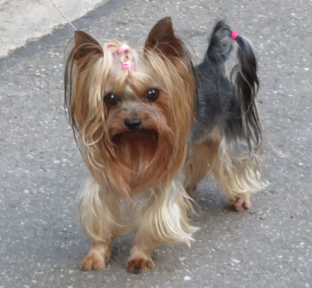 ¡Increíbles Razas de Perros! | Descubre las Mejores Razas 3 Dogpromax: El Blog y Tienda favorita de tu Mascota