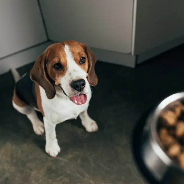 Preguntas Frecuentes sobre Alimentación Canina 1 alimentación canina