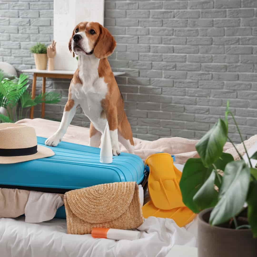 de viaje con mi perro