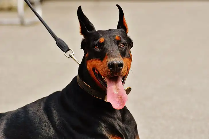 ¡Increíbles Razas de Perros! | Descubre las Mejores Razas 16 Dogpromax: El Blog y Tienda favorita de tu Mascota