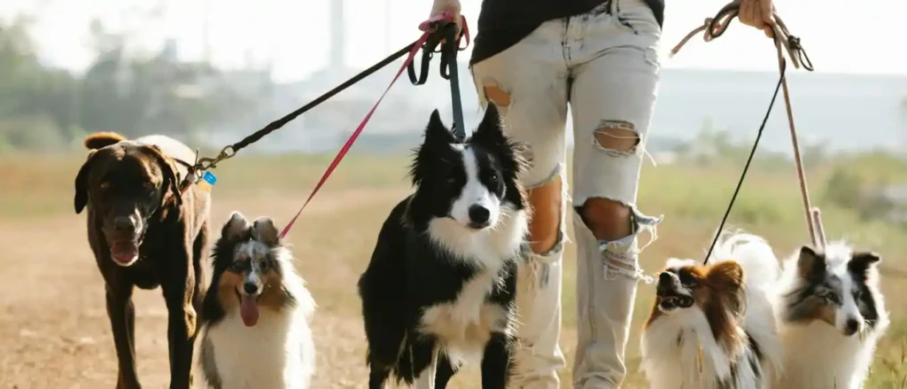 perros con collares
