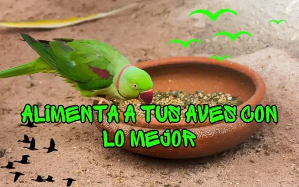 Alimenta a Tus Aves con lo Mejor
