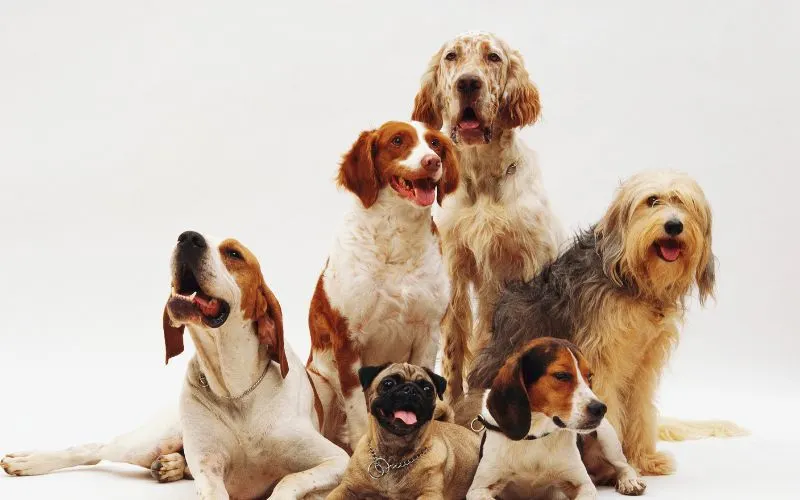 Todo sobre Razas Caninas: Guía de Características y Cuidados 1 Todo sobre Razas Caninas