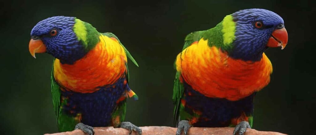 10 Pájaros Domésticos: Guía Completa de Especies y Mantenimiento 13 pájaros domésticos