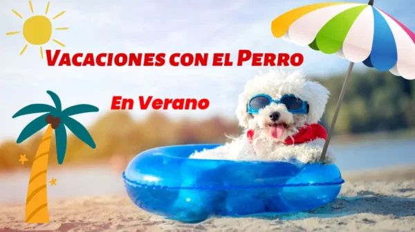 vacaciones con el perro