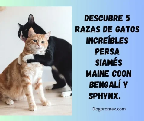 razas de gatos