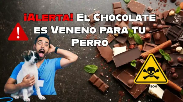 ¡Alerta! El Chocolate es Veneno para tu Perro