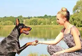 Guía para Educar y Entrenar a tu Perro 2 entrenamiento de un perro