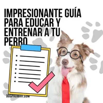Educar y Entrenar a tu Perro