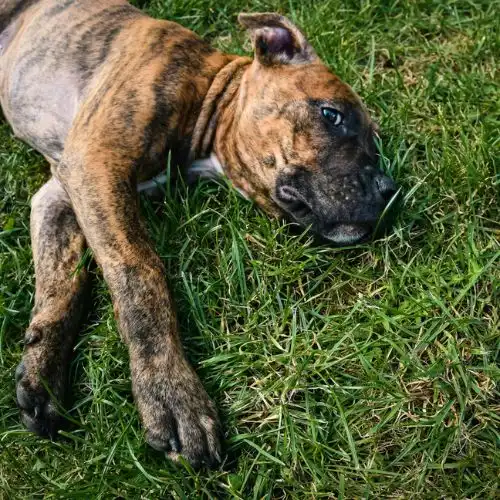 Perros con Alzheimer 2 Perro Senil