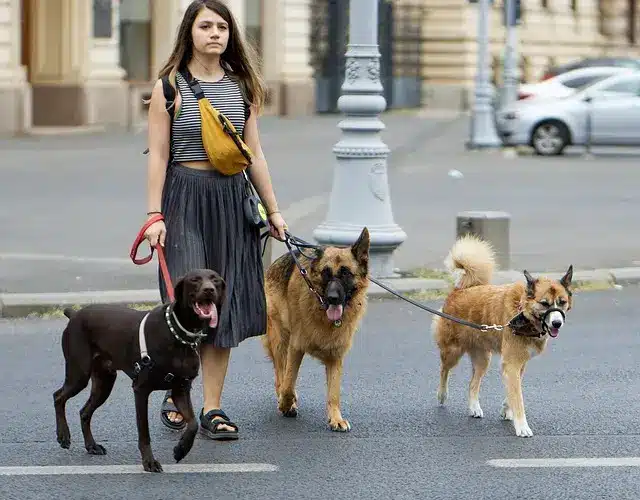 Collares y Correas 1 collares y correas para perros