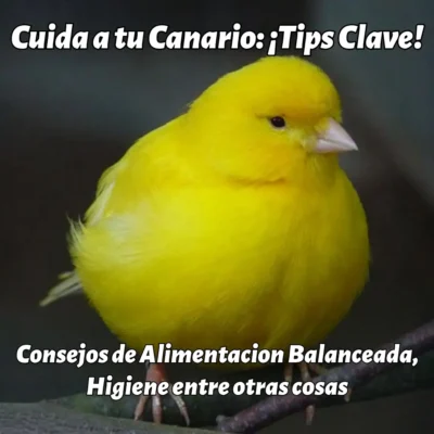 cuidados de canario amarillos
