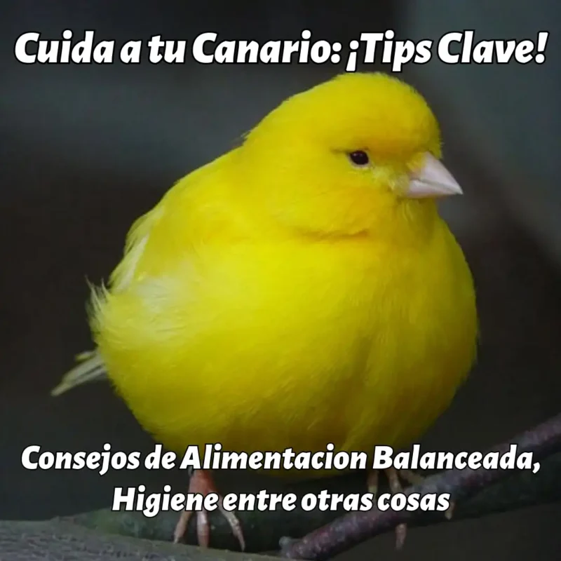 cuidados de canario amarillos