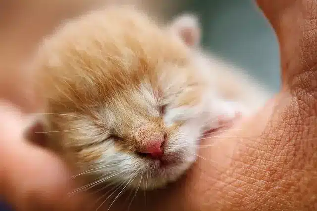 Guía para Cuidar Tu Gatito: Consejos para los Primeros Meses 1 gatito recién nacido