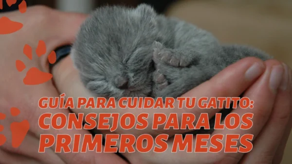 gatitos recien nacido