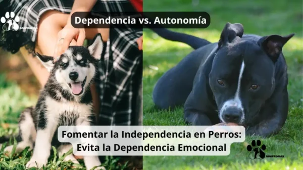 Independencia en Perros